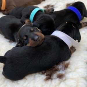 New Litter Miniature Dachshund New Litter Miniature Dachshund
