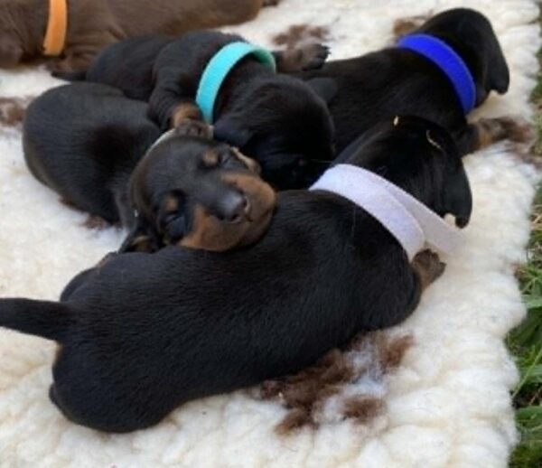 New Litter Miniature Dachshund New Litter Miniature Dachshund