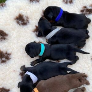 New Litter Miniature Dachshund New Litter Miniature Dachshund