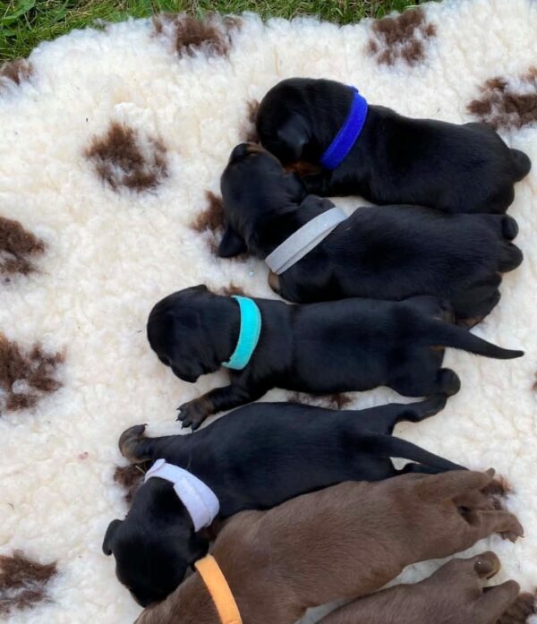 New Litter Miniature Dachshund New Litter Miniature Dachshund