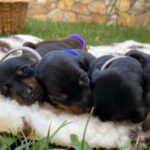 New-litter-miniature-dachshund-puppy-for-sale- (2)