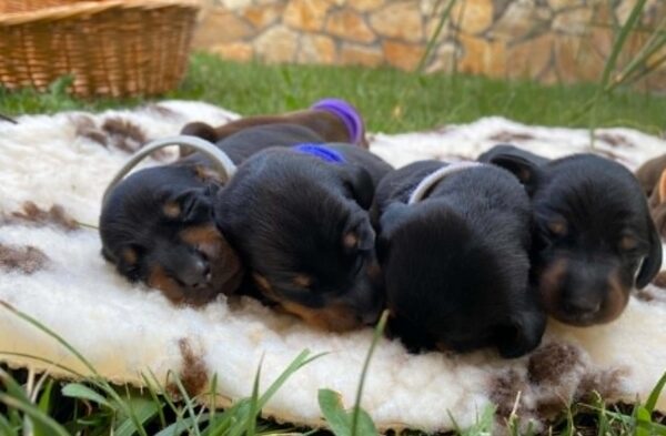 New Litter Miniature Dachshund New Litter Miniature Dachshund
