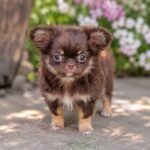 ORIANA-female-Chihuahua-puppy-for-sale-1