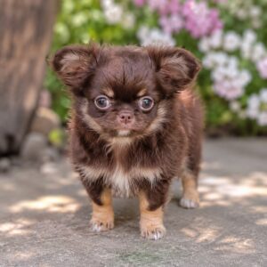 Oriana Chihuahua Oriana Chihuahua