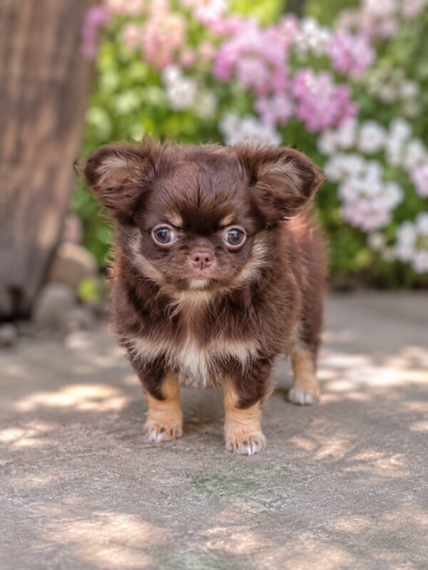 Oriana Chihuahua Oriana Chihuahua