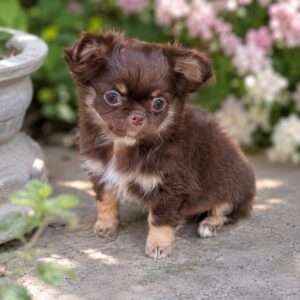 Oriana Chihuahua Oriana Chihuahua