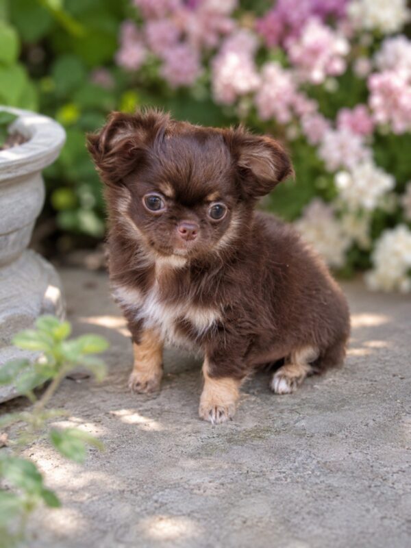 Oriana Chihuahua Oriana Chihuahua