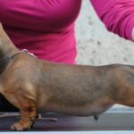 Olaf-male-miniature-dachshund-puppy-for-sale- (1)