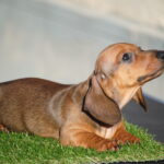 Olaf-male-miniature-dachshund-puppy-for-sale- (1)