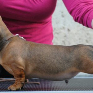 Olaf Miniature Dachshund Olaf Miniature Dachshund