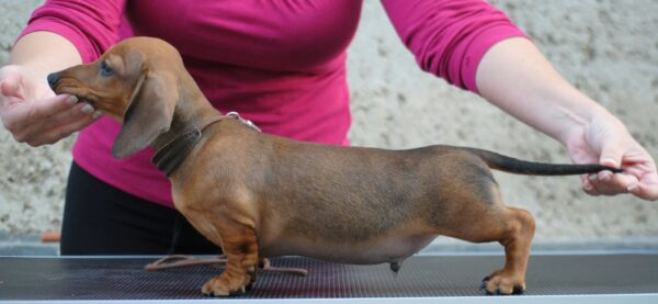 Olaf Miniature Dachshund Olaf Miniature Dachshund