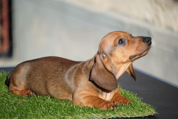 Olaf Miniature Dachshund Olaf Miniature Dachshund