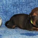 Olaf-male-miniature-dachshund-puppy-for-sale- (1)