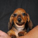 Olaf-male-miniature-dachshund-puppy-for-sale- (1)