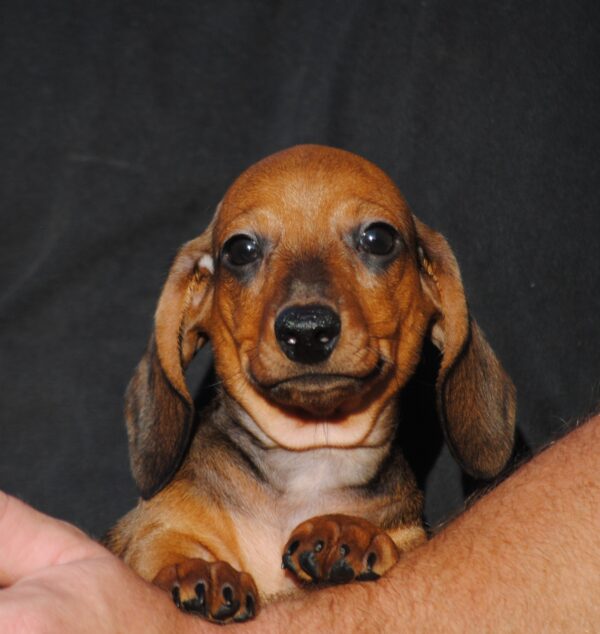 Olaf Miniature Dachshund Olaf Miniature Dachshund
