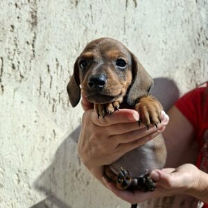 Olaf Miniature Dachshund Olaf Miniature Dachshund
