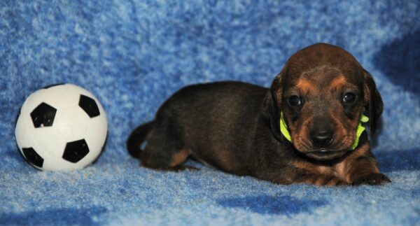 Olaf Miniature Dachshund Olaf Miniature Dachshund