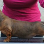 Olaf-male-miniature-dachshund-puppy-for-sale- (2)