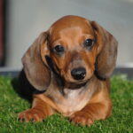 Olaf-male-miniature-dachshund-puppy-for-sale- (2)