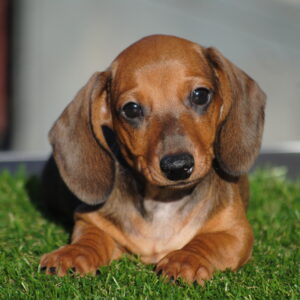 Olaf Miniature Dachshund Olaf Miniature Dachshund