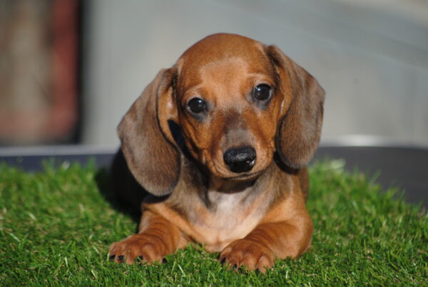 Olaf Miniature Dachshund Olaf Miniature Dachshund