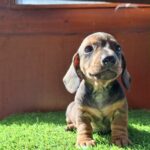 Olaf-male-miniature-dachshund-puppy-for-sale- (2)