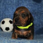 Olaf-male-miniature-dachshund-puppy-for-sale- (2)