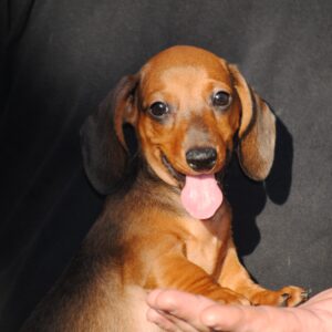 Olaf Miniature Dachshund Olaf Miniature Dachshund