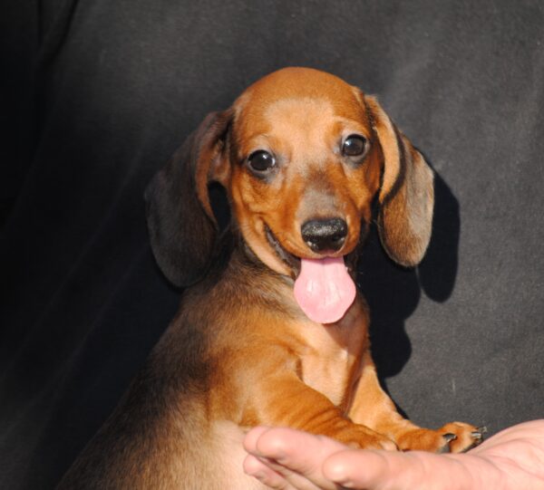 Olaf Miniature Dachshund Olaf Miniature Dachshund