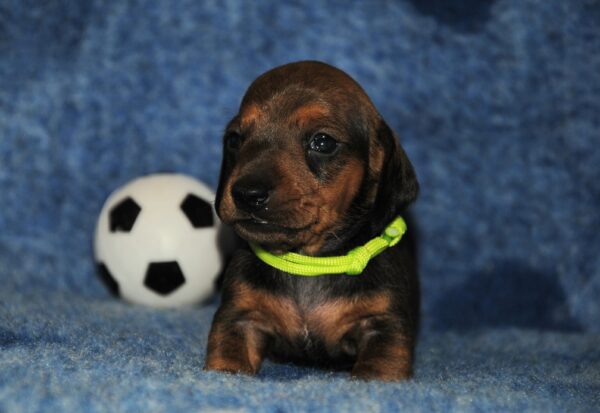 Olaf Miniature Dachshund Olaf Miniature Dachshund