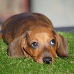 Olaf-male-miniature-dachshund-puppy-for-sale- (3)
