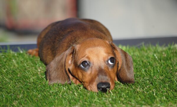 Olaf Miniature Dachshund Olaf Miniature Dachshund