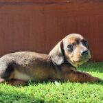 Olaf-male-miniature-dachshund-puppy-for-sale- (3)