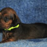 Olaf-male-miniature-dachshund-puppy-for-sale- (3)
