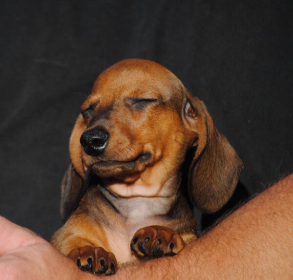 Olaf Miniature Dachshund Olaf Miniature Dachshund