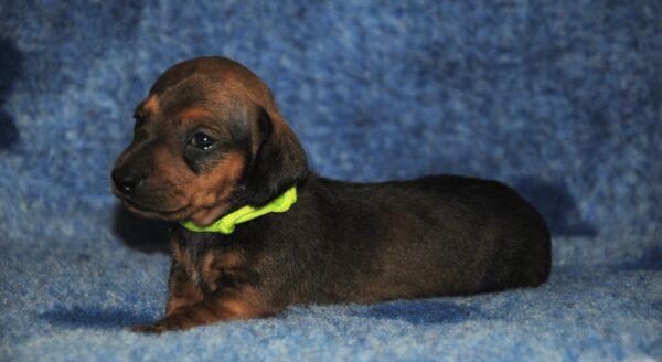Olaf Miniature Dachshund Olaf Miniature Dachshund