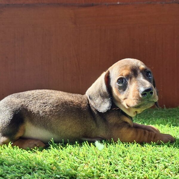 Olaf Miniature Dachshund Olaf Miniature Dachshund