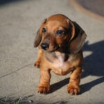 Olaf-male-miniature-dachshund-puppy-for-sale- (4)