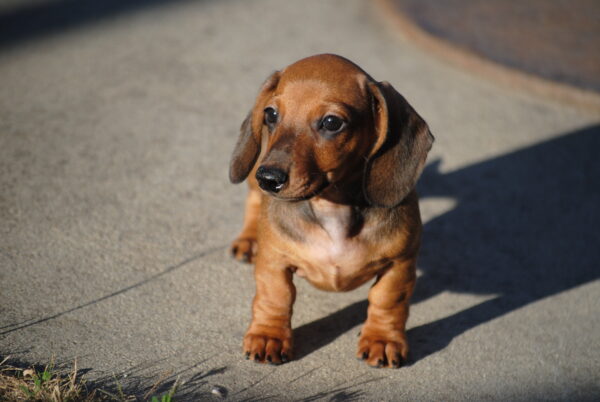Olaf Miniature Dachshund Olaf Miniature Dachshund