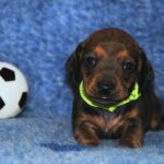 Olaf-male-miniature-dachshund-puppy-for-sale- (4)