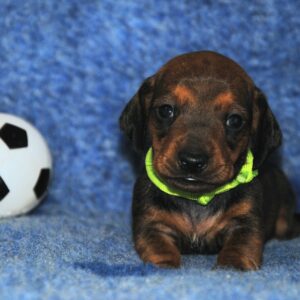Olaf Miniature Dachshund Olaf Miniature Dachshund