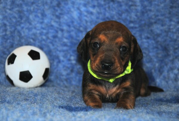 Olaf Miniature Dachshund Olaf Miniature Dachshund
