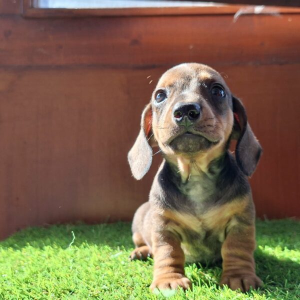 Olaf Miniature Dachshund Olaf Miniature Dachshund