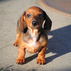 Olaf Miniature Dachshund Olaf Miniature Dachshund