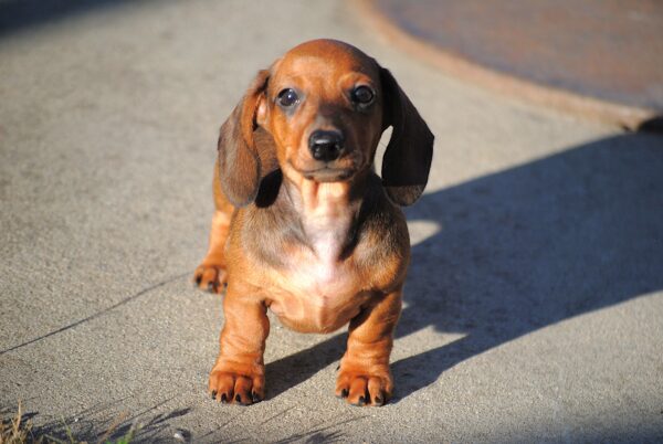 Olaf Miniature Dachshund Olaf Miniature Dachshund