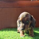 Olaf-male-miniature-dachshund-puppy-for-sale- (5)