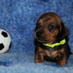 Olaf-male-miniature-dachshund-puppy-for-sale- (5)