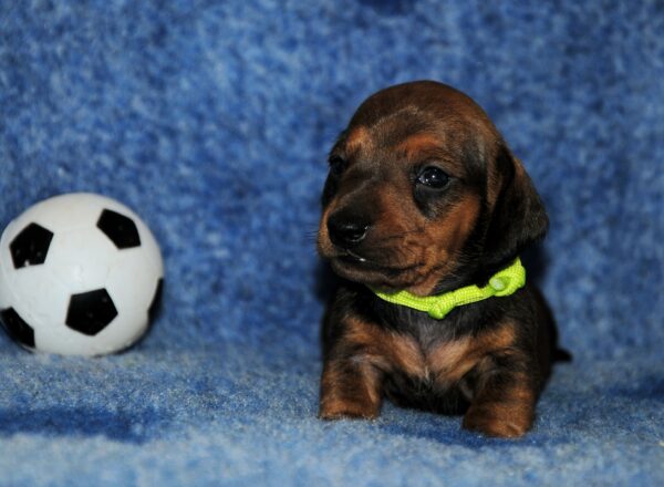 Olaf Miniature Dachshund Olaf Miniature Dachshund