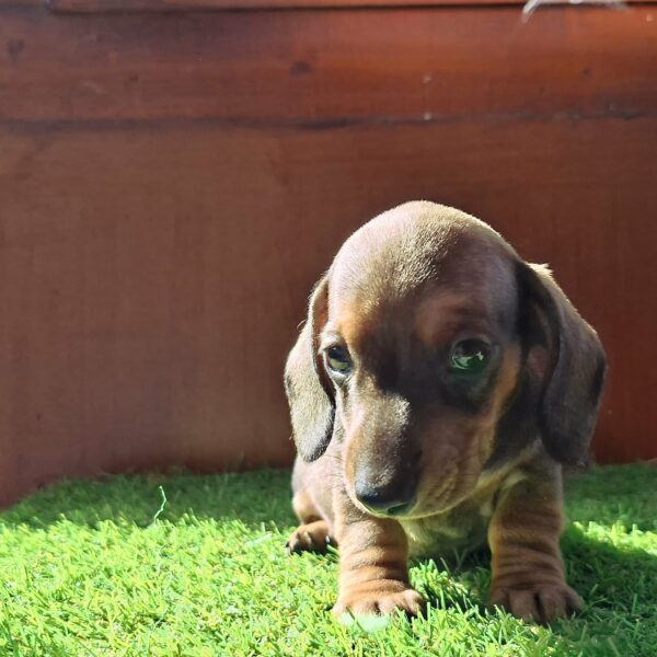 Olaf Miniature Dachshund Olaf Miniature Dachshund