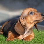Olaf-male-miniature-dachshund-puppy-for-sale- (6)